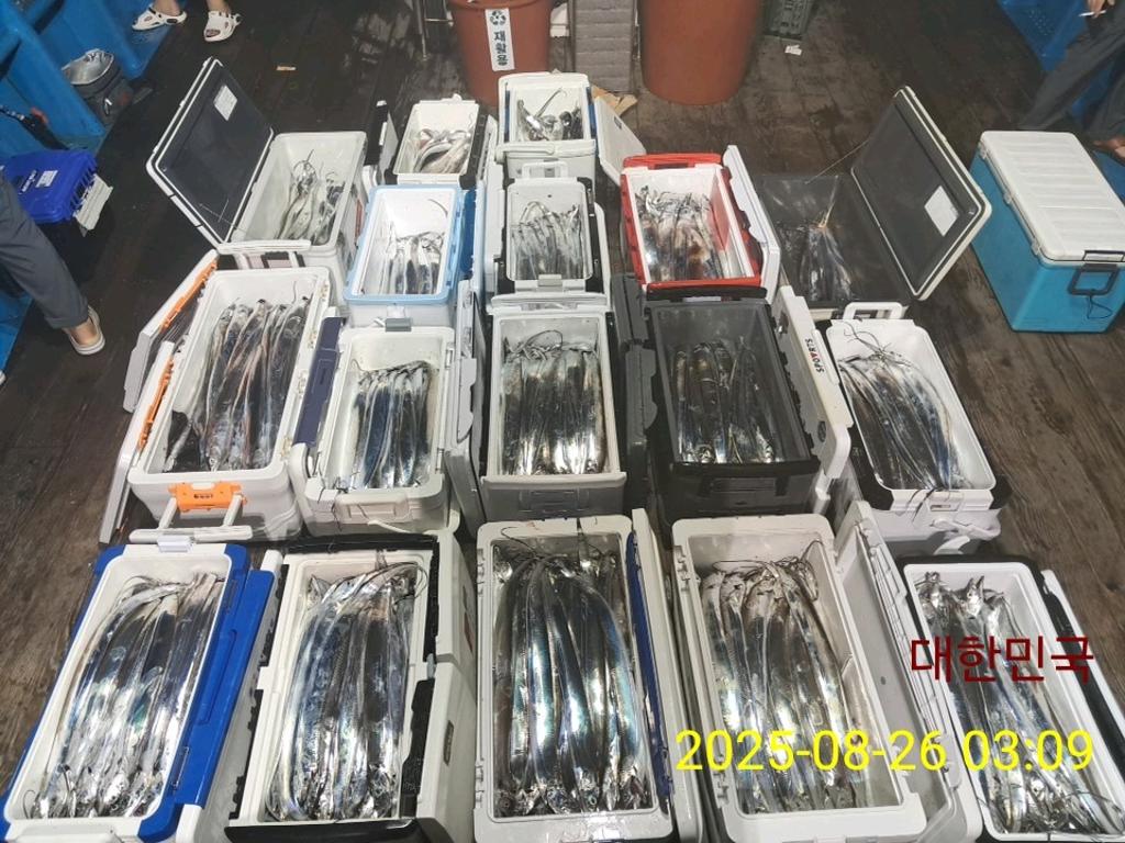 갈치, 삼포대교낚시, 낚시뚜