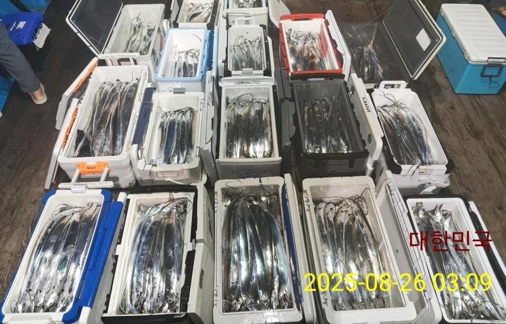 갈치, 삼포대교낚시, 낚시뚜