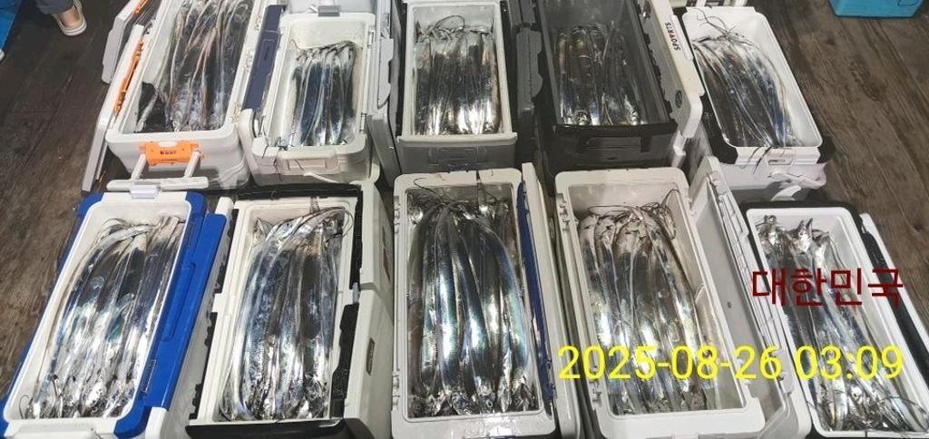 갈치, 삼포대교낚시, 낚시뚜