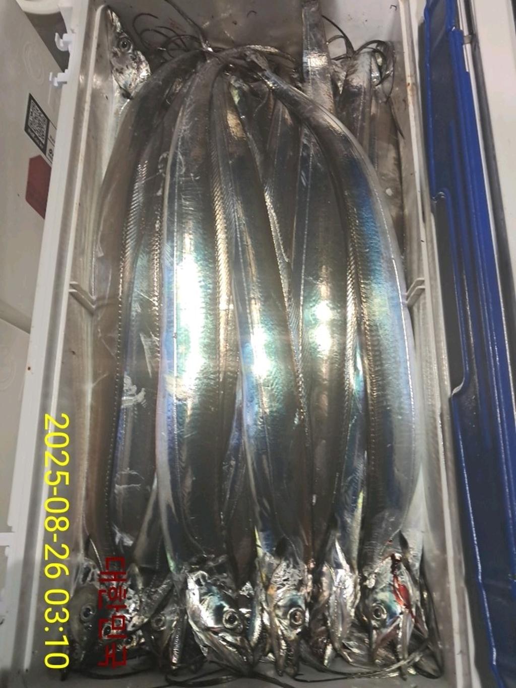 갈치, 삼포대교낚시, 낚시뚜
