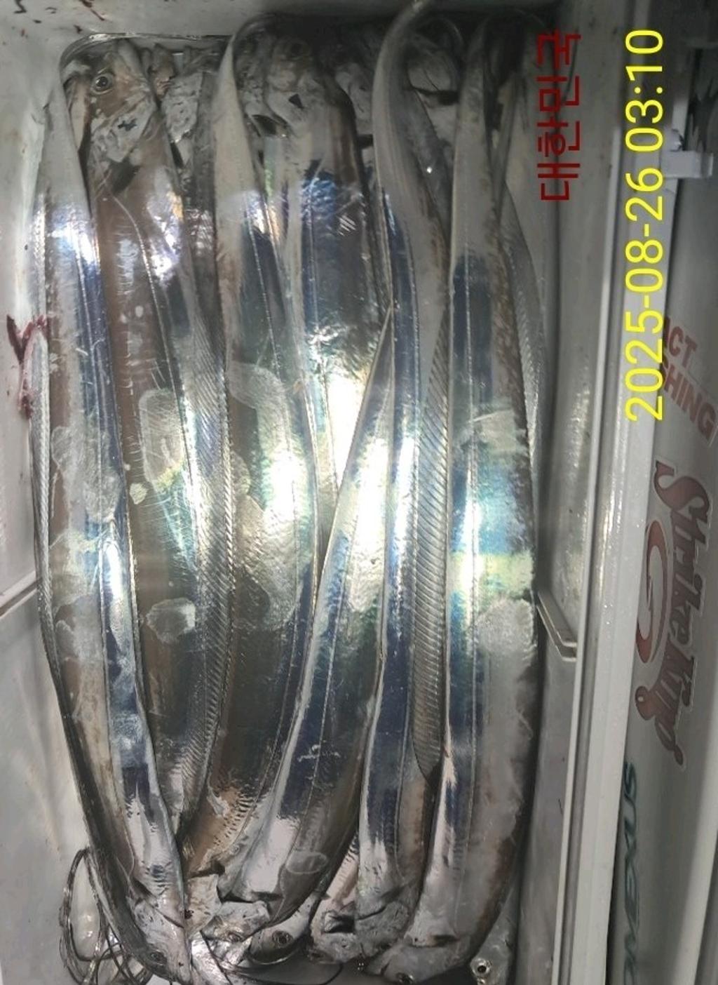 갈치, 삼포대교낚시, 낚시뚜