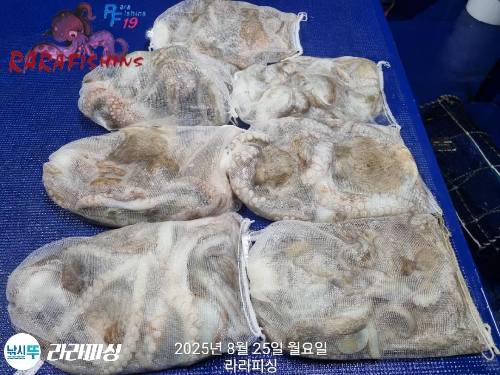 낚시뚜,돌문어,속천항(진해),라라피싱,낚시뚜17