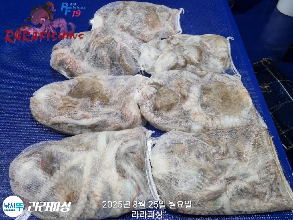 낚시뚜,돌문어,속천항(진해),라라피싱,낚시뚜16