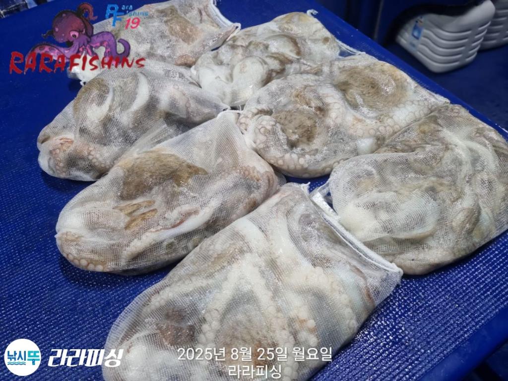 낚시뚜,돌문어,속천항(진해),라라피싱,낚시뚜15