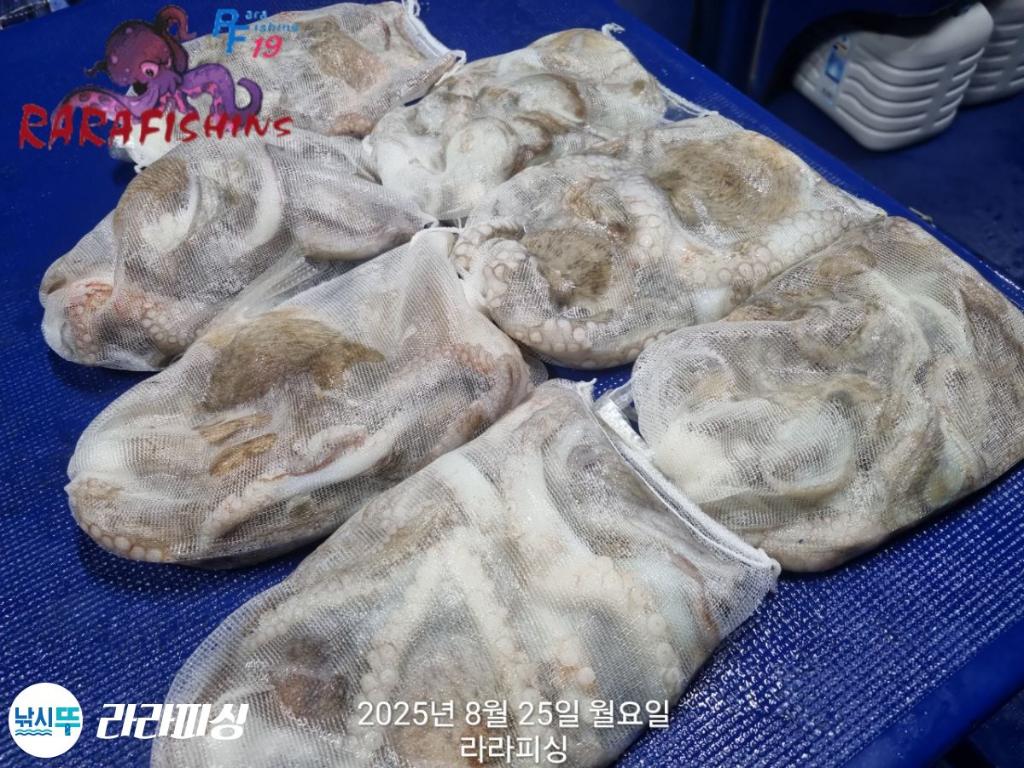 낚시뚜,돌문어,속천항(진해),라라피싱,낚시뚜14