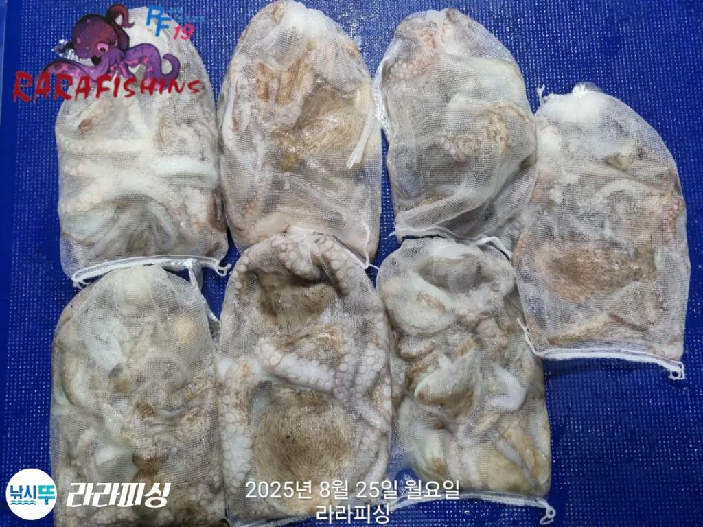 낚시뚜,돌문어,속천항(진해),라라피싱,낚시뚜13