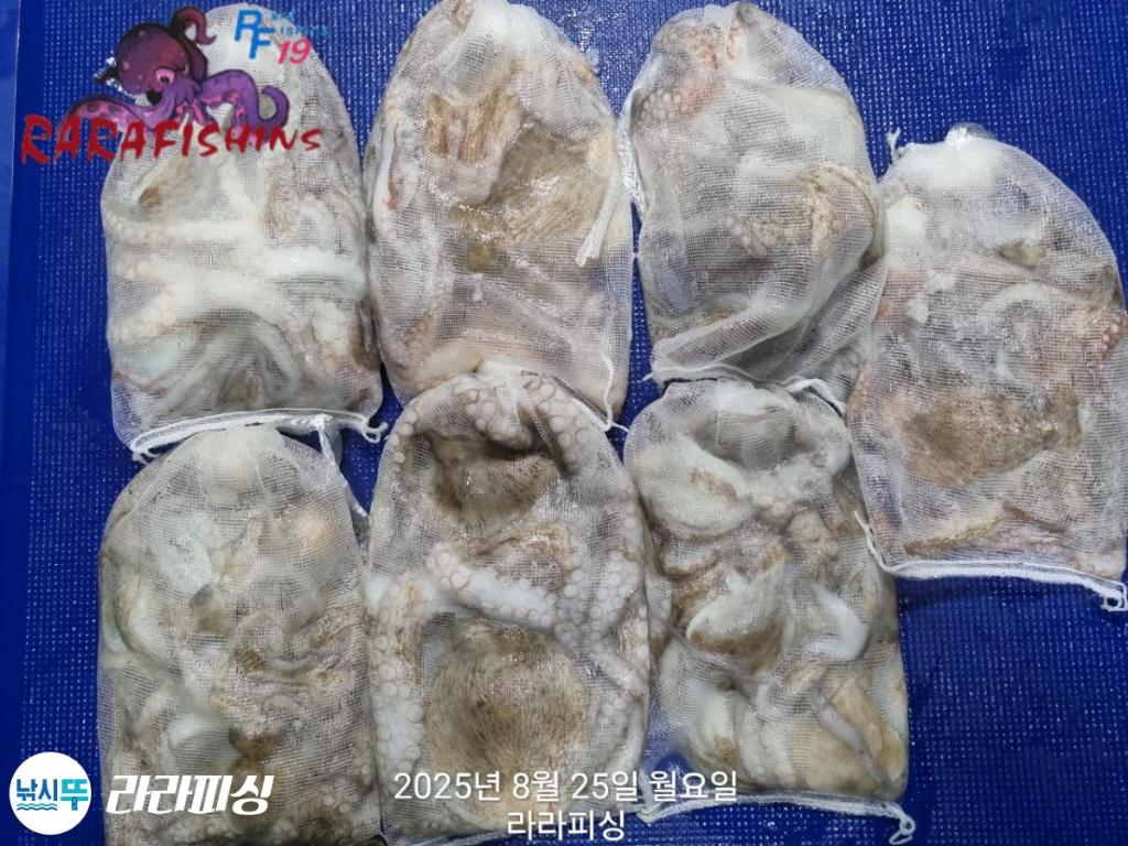 낚시뚜,돌문어,속천항(진해),라라피싱,낚시뚜12