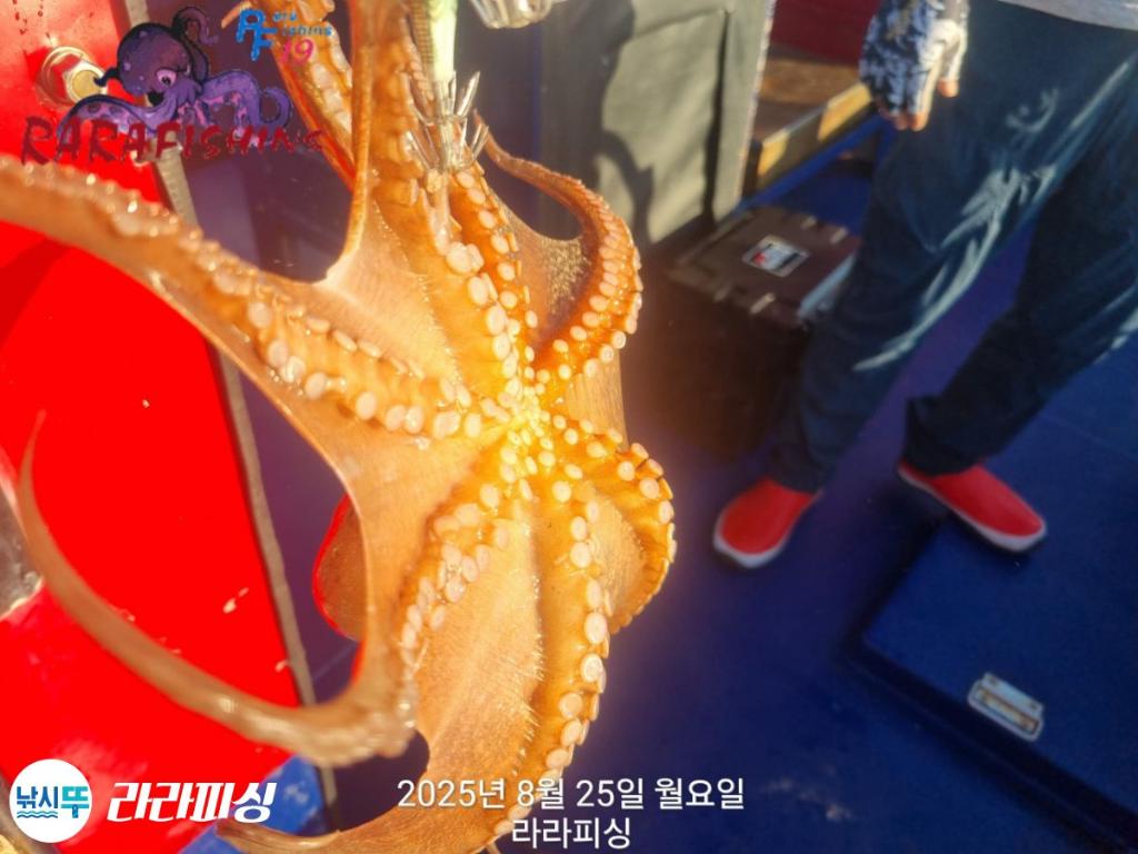 낚시뚜,돌문어,속천항(진해),라라피싱,낚시뚜9