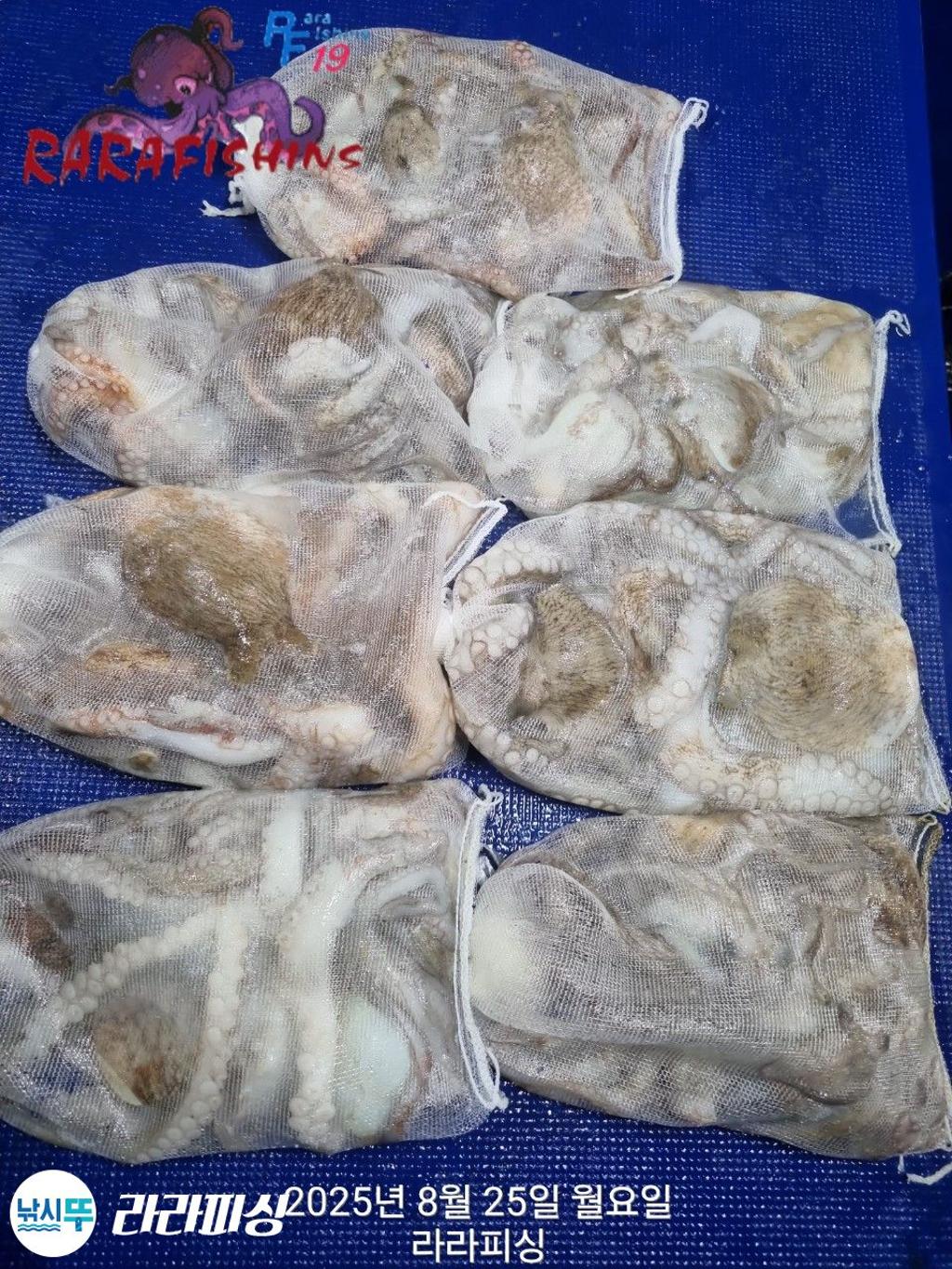 낚시뚜,돌문어,속천항(진해),라라피싱,낚시뚜1