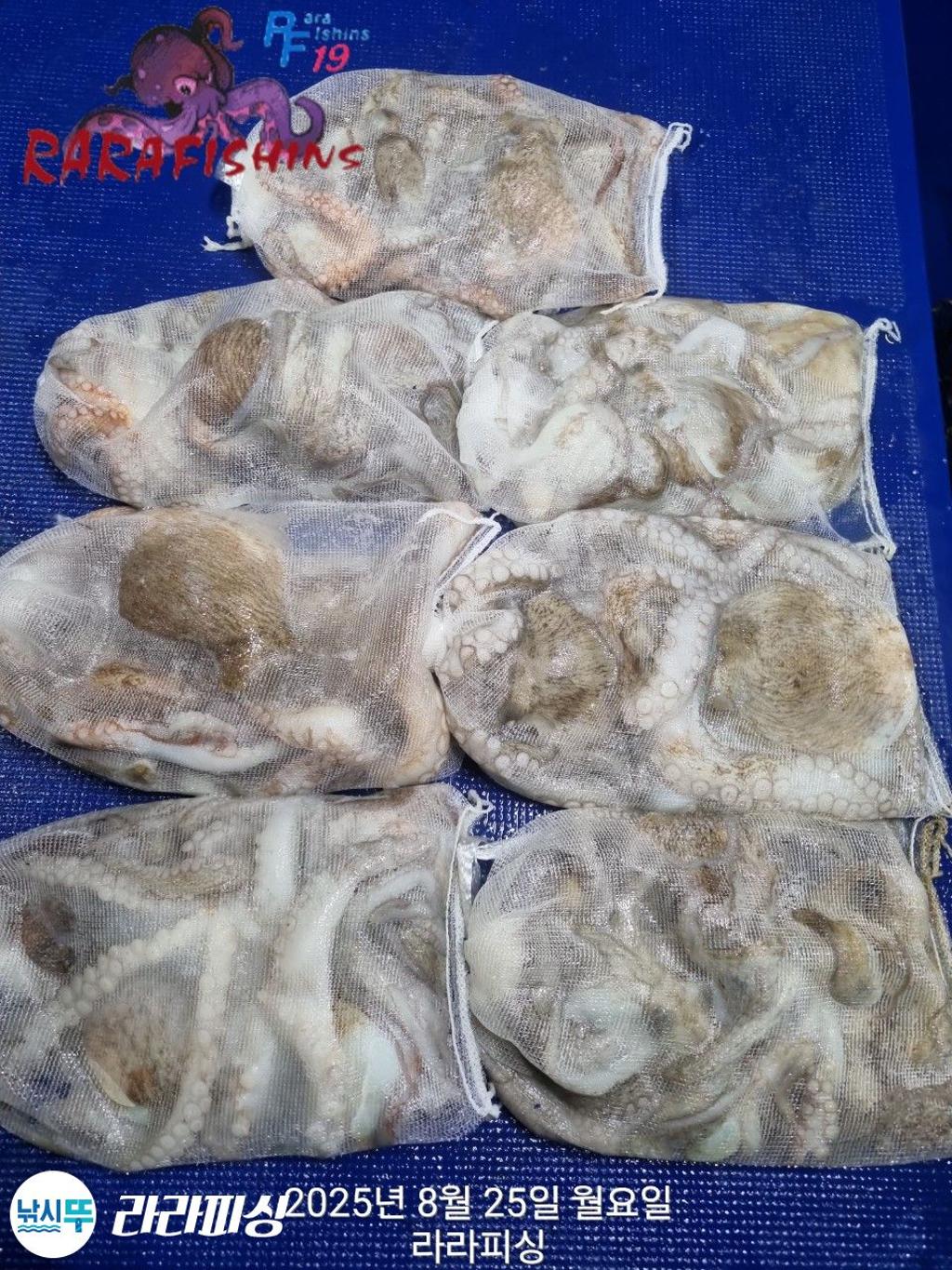 낚시뚜,돌문어,속천항(진해),라라피싱,낚시뚜0