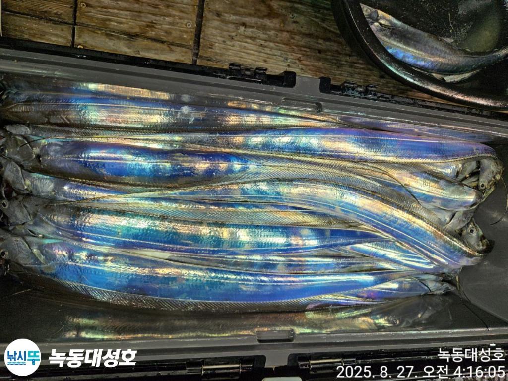 낚시뚜,갈치,녹동항,녹동대성호,낚시뚜65