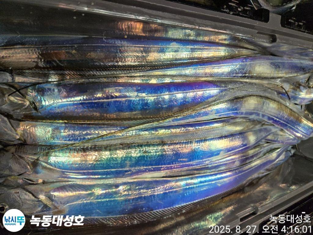 낚시뚜,갈치,녹동항,녹동대성호,낚시뚜62