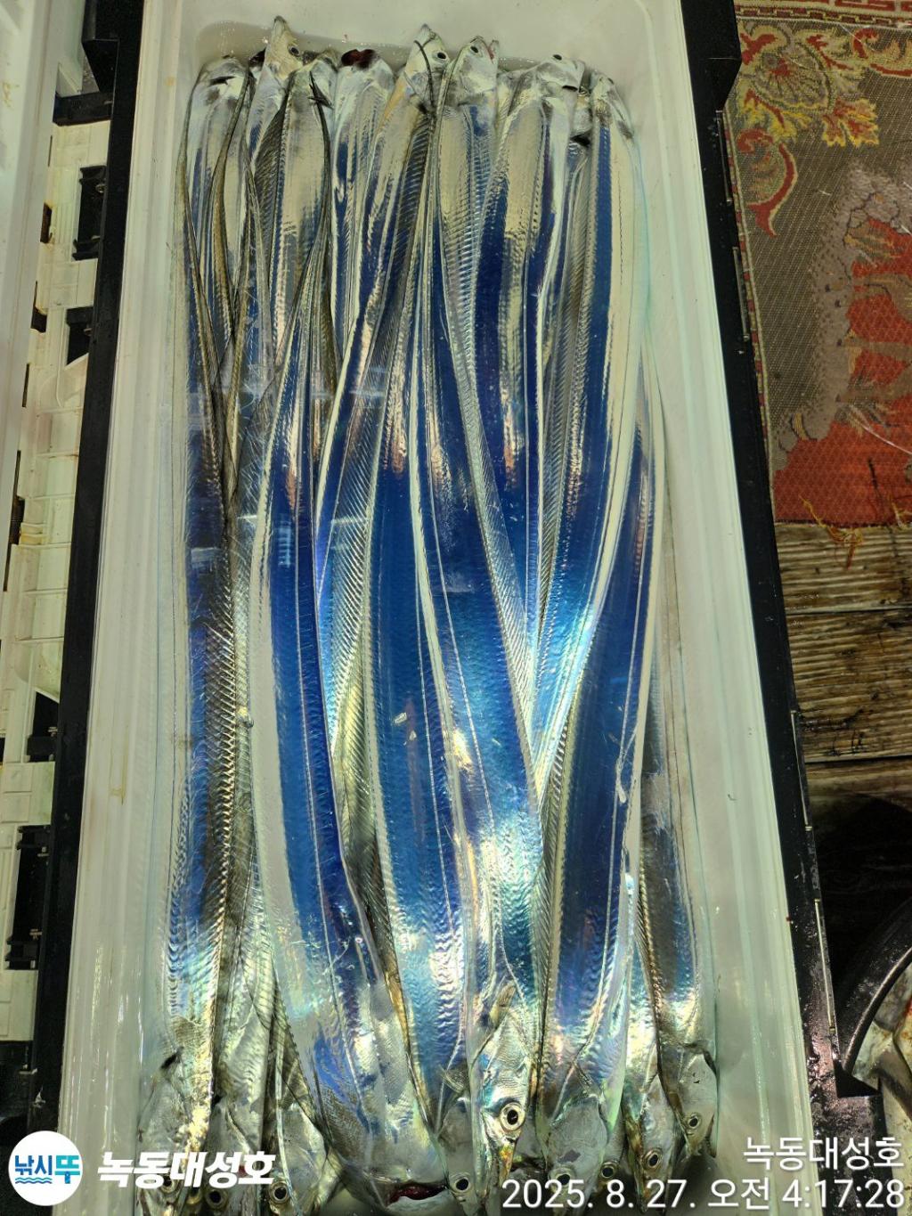낚시뚜,갈치,녹동항,녹동대성호,낚시뚜60