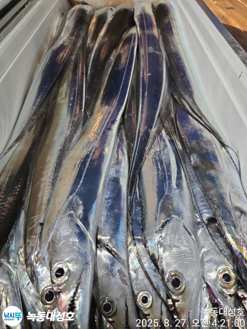 낚시뚜,갈치,녹동항,녹동대성호,낚시뚜57