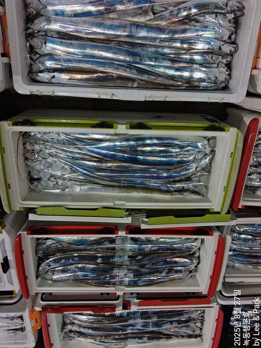 낚시뚜,갈치,녹동항,녹동대성호,낚시뚜1