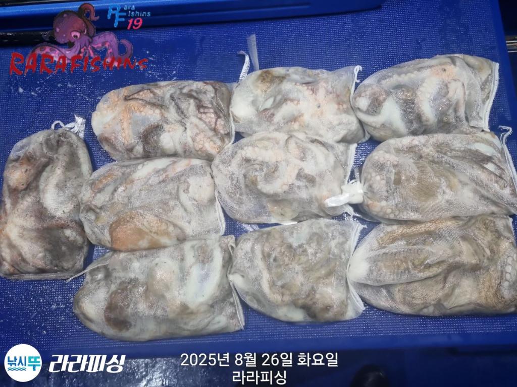 낚시뚜,돌문어,속천항(진해),라라피싱,낚시뚜22