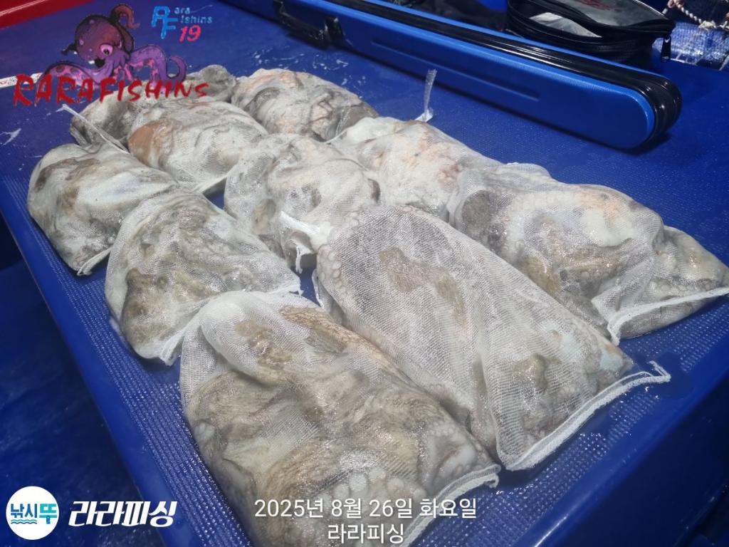 낚시뚜,돌문어,속천항(진해),라라피싱,낚시뚜21