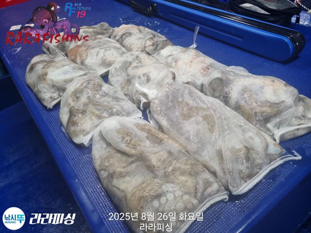 낚시뚜,돌문어,속천항(진해),라라피싱,낚시뚜20