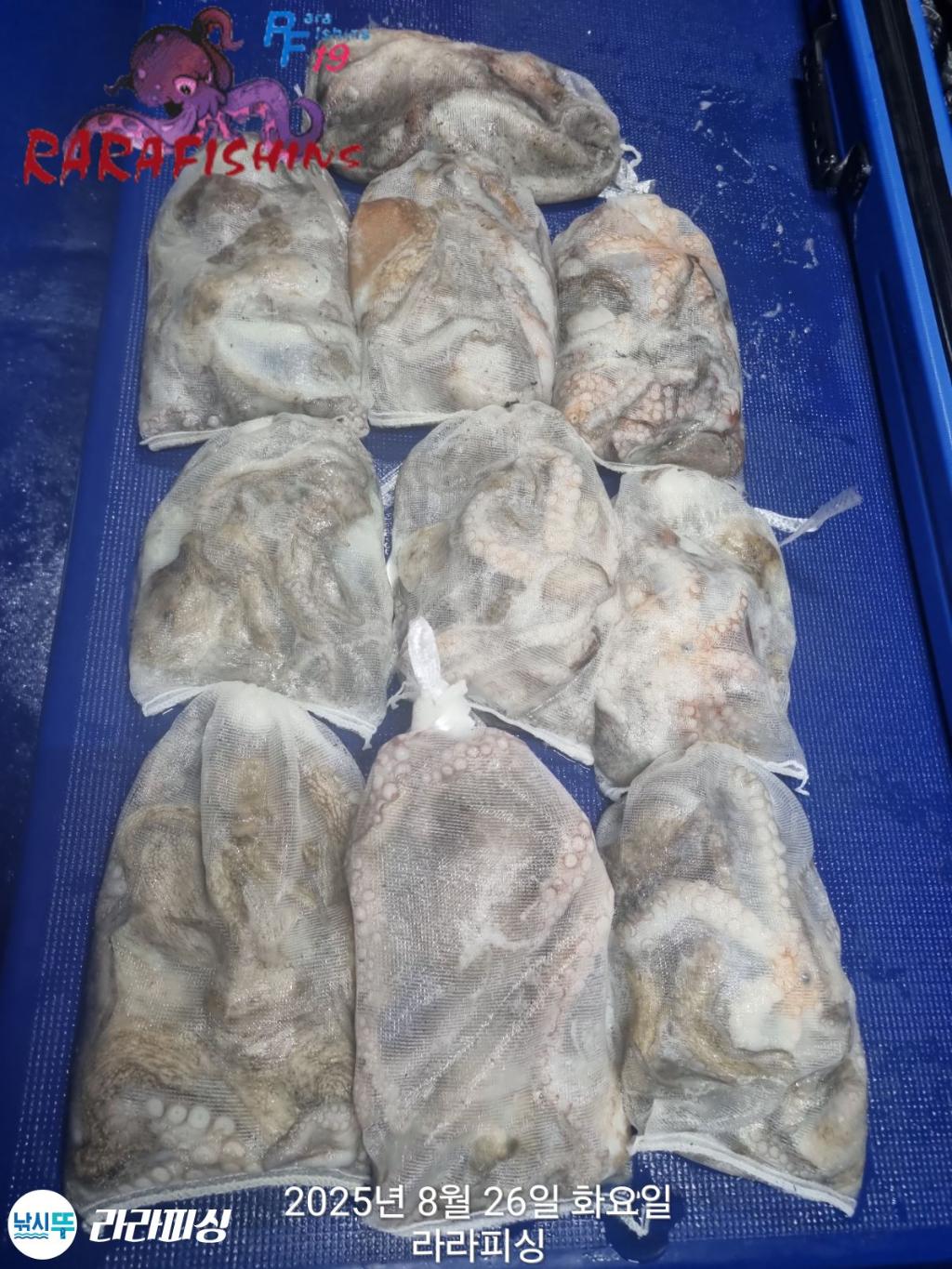 낚시뚜,돌문어,속천항(진해),라라피싱,낚시뚜18