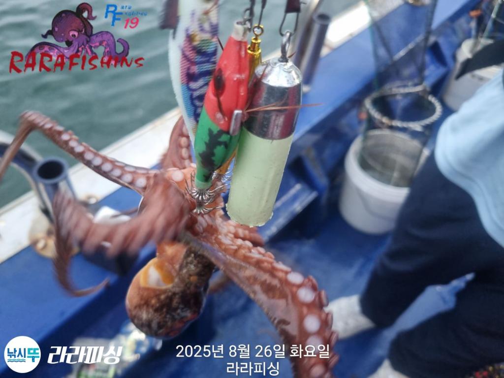 낚시뚜,돌문어,속천항(진해),라라피싱,낚시뚜12