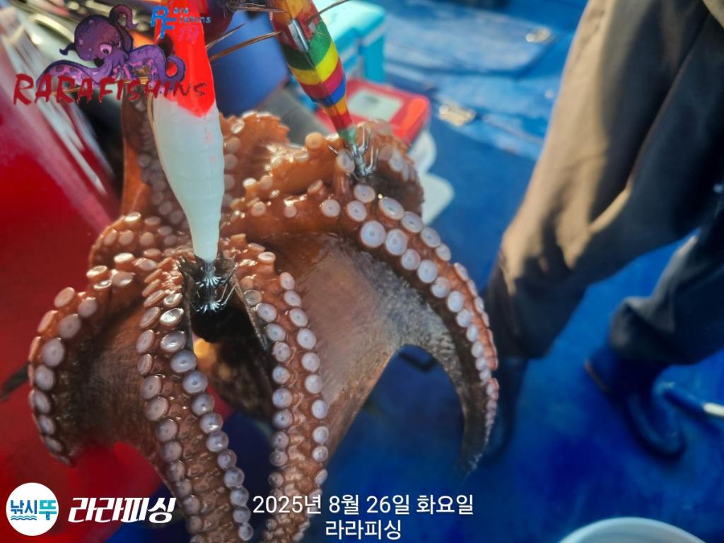 낚시뚜,돌문어,속천항(진해),라라피싱,낚시뚜2
