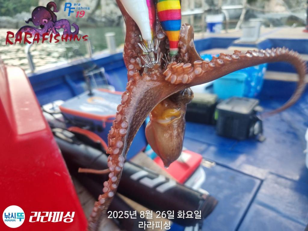 낚시뚜,돌문어,속천항(진해),라라피싱,낚시뚜1