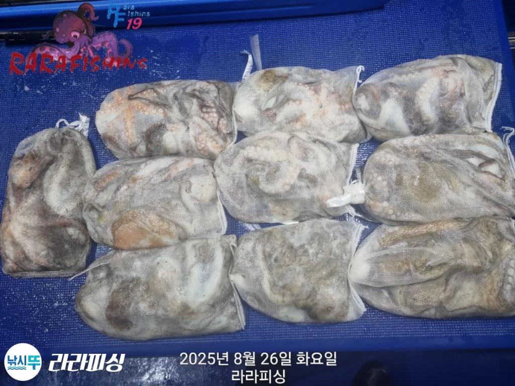 낚시뚜,돌문어,속천항(진해),라라피싱,낚시뚜19
