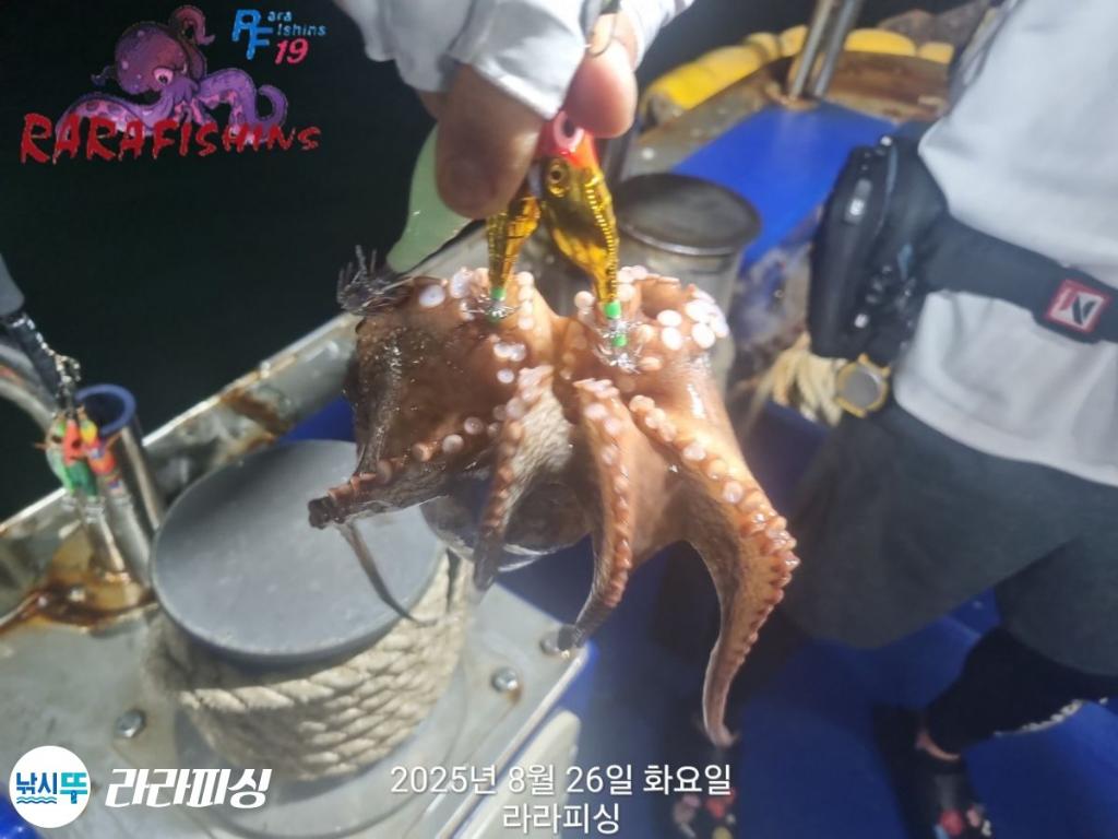 낚시뚜,돌문어,속천항(진해),라라피싱,낚시뚜11