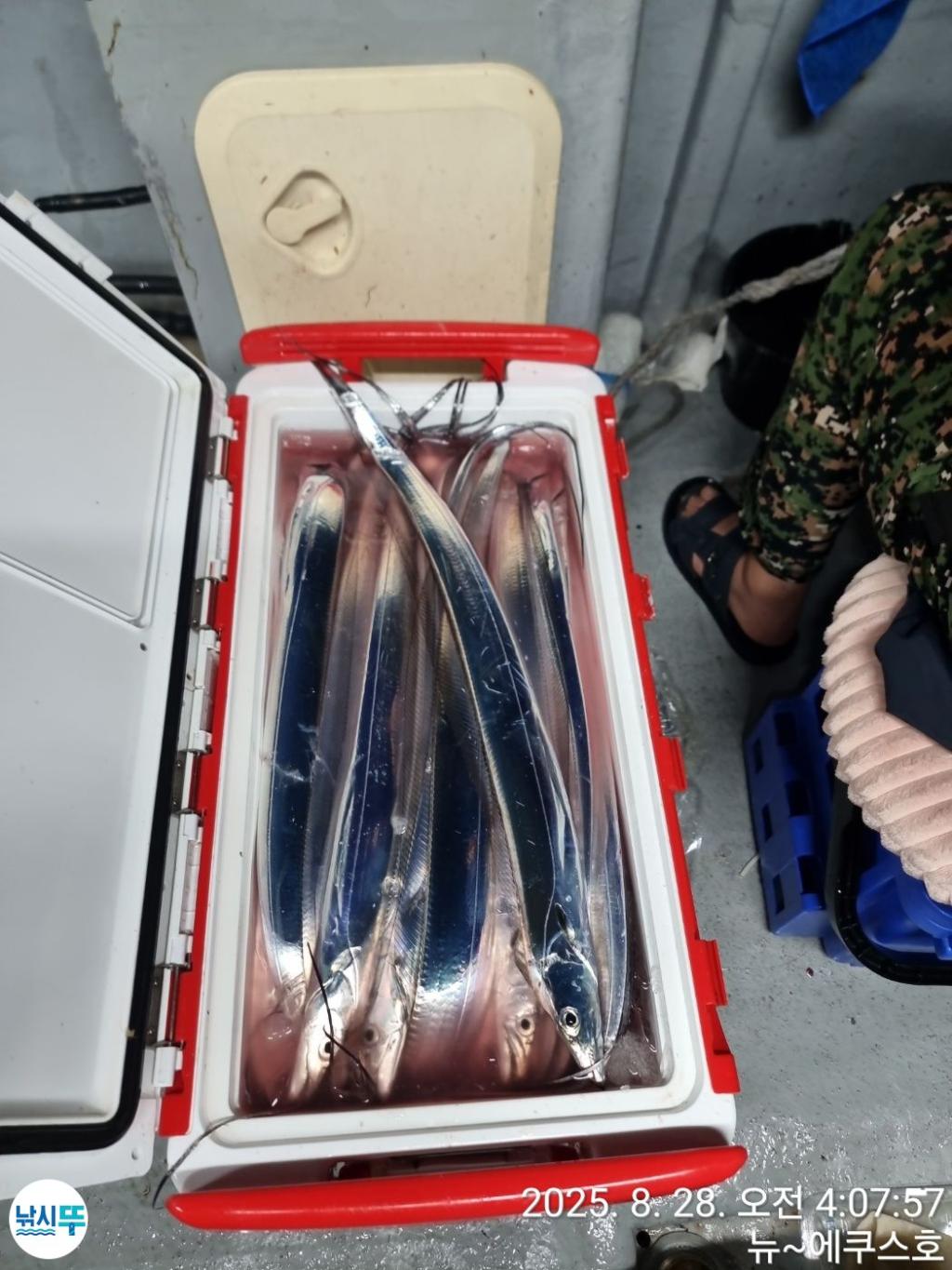 낚시뚜,갈치,진해 안골항,진해 안골뉴에쿠스~호,낚시뚜17