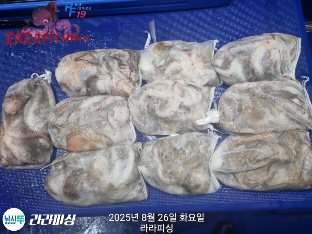 낚시뚜,돌문어,속천항(진해),라라피싱,낚시뚜25
