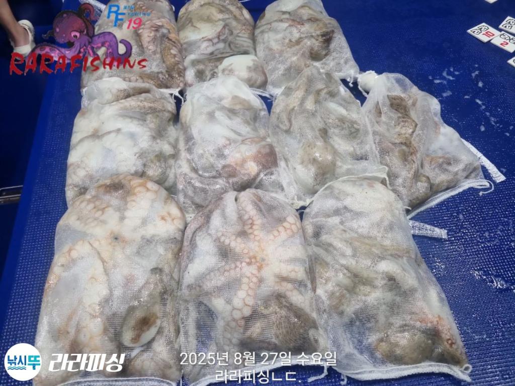 낚시뚜,돌문어,속천항(진해),라라피싱,낚시뚜23