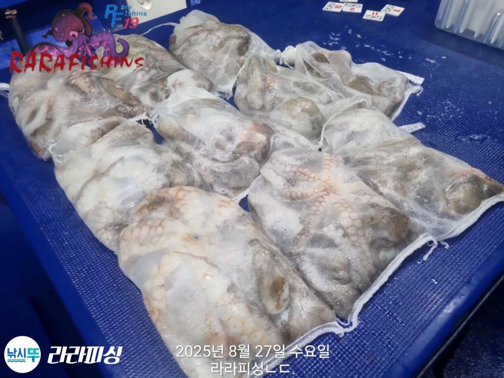 낚시뚜,돌문어,속천항(진해),라라피싱,낚시뚜22