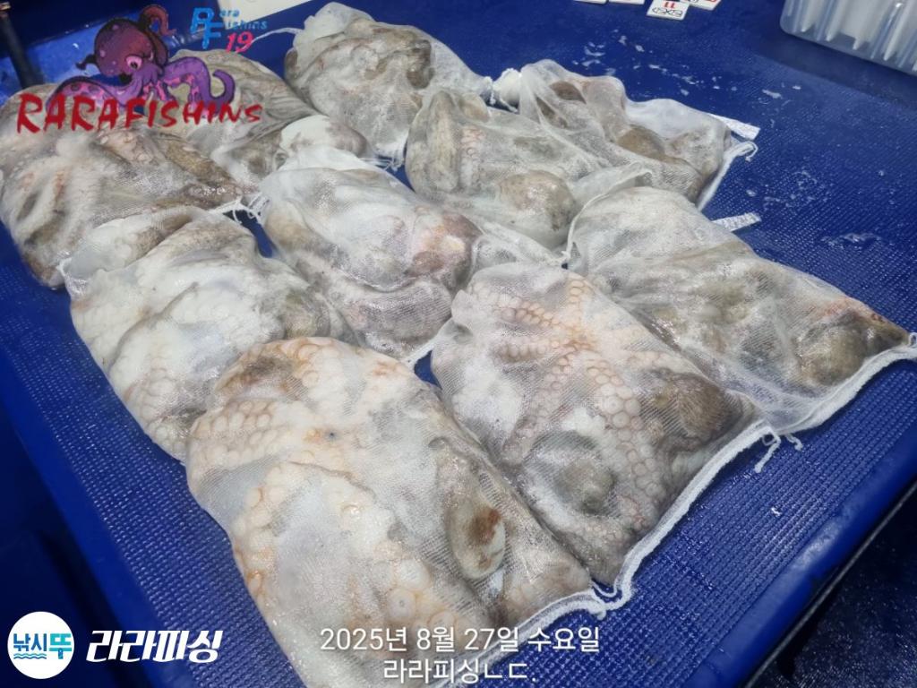 낚시뚜,돌문어,속천항(진해),라라피싱,낚시뚜21