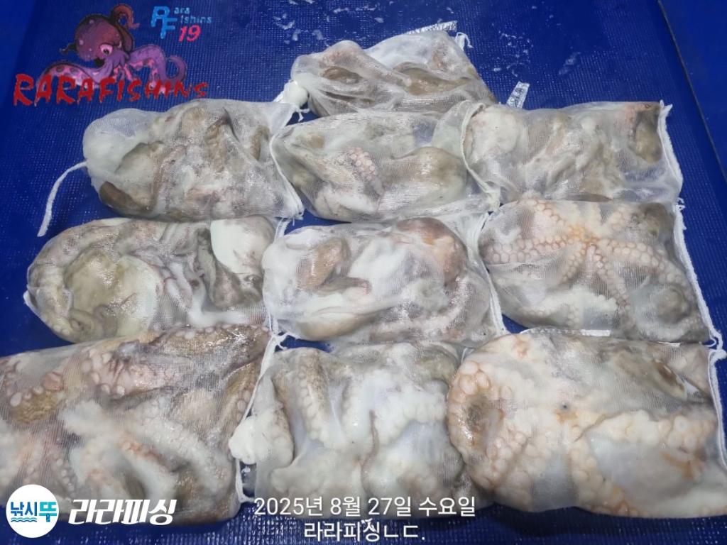 낚시뚜,돌문어,속천항(진해),라라피싱,낚시뚜20