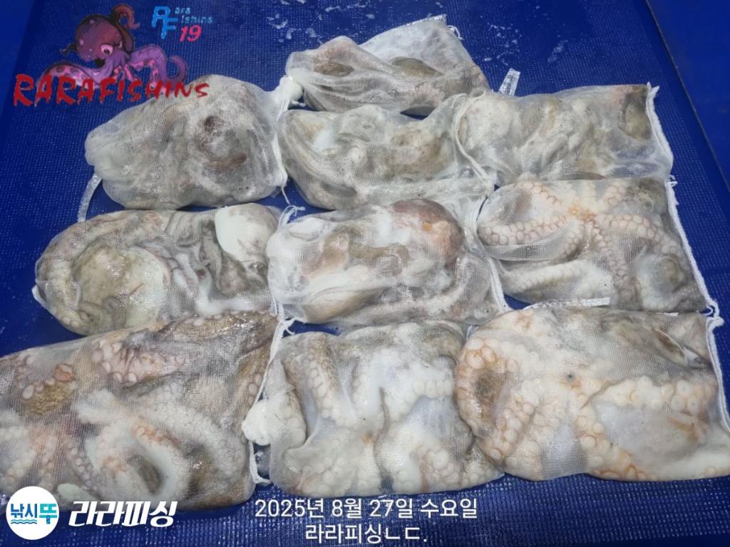 낚시뚜,돌문어,속천항(진해),라라피싱,낚시뚜19
