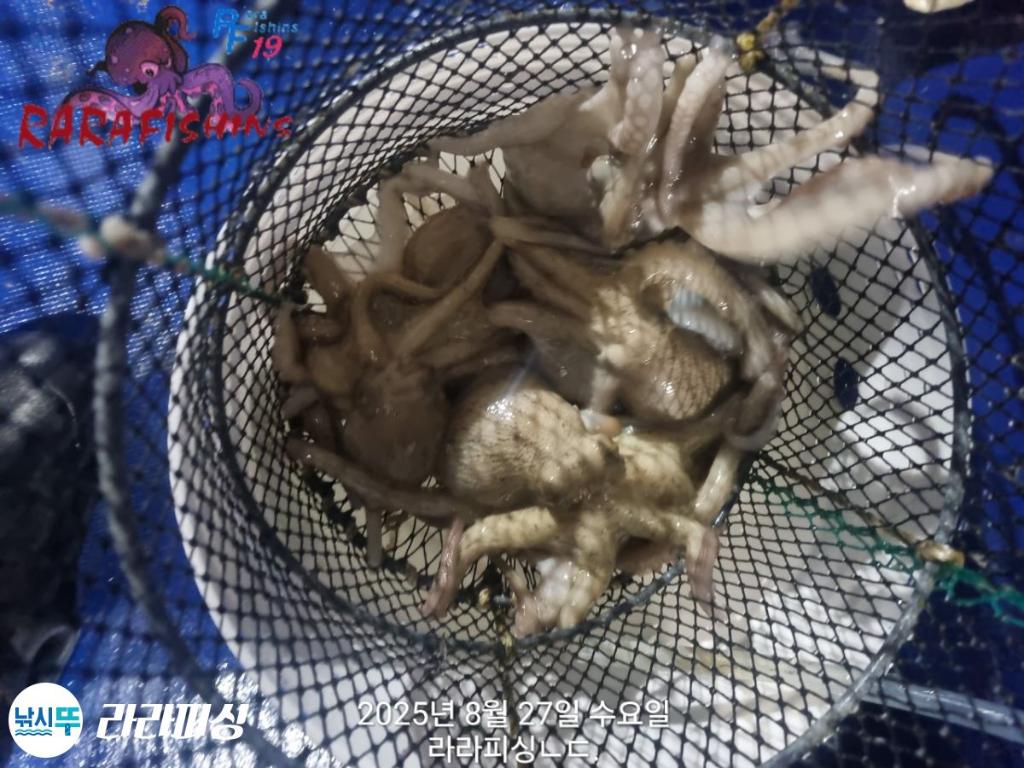 낚시뚜,돌문어,속천항(진해),라라피싱,낚시뚜18
