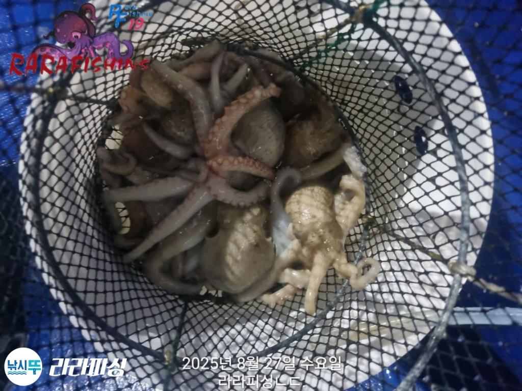 낚시뚜,돌문어,속천항(진해),라라피싱,낚시뚜17