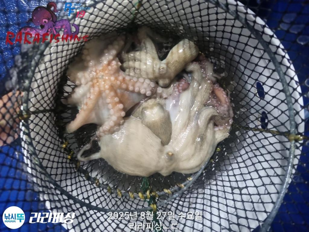낚시뚜,돌문어,속천항(진해),라라피싱,낚시뚜16