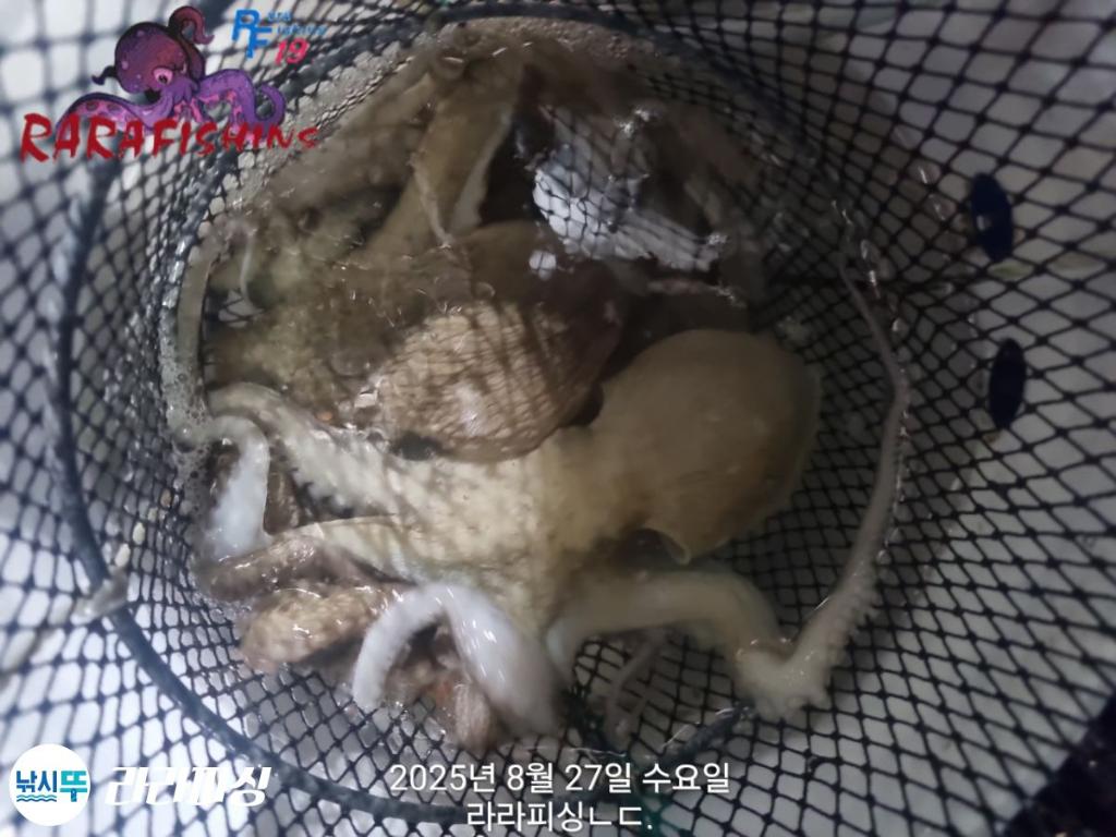낚시뚜,돌문어,속천항(진해),라라피싱,낚시뚜15