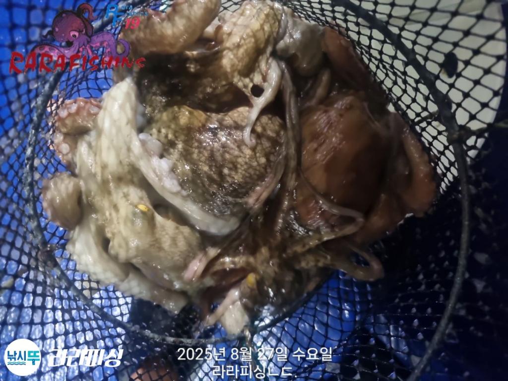낚시뚜,돌문어,속천항(진해),라라피싱,낚시뚜14