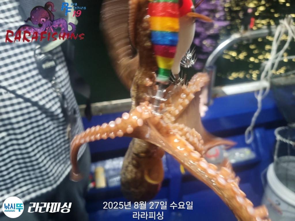 낚시뚜,돌문어,속천항(진해),라라피싱,낚시뚜11