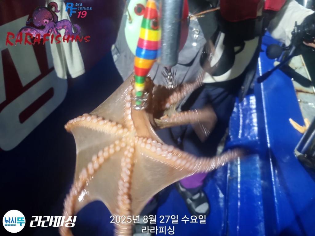 낚시뚜,돌문어,속천항(진해),라라피싱,낚시뚜8