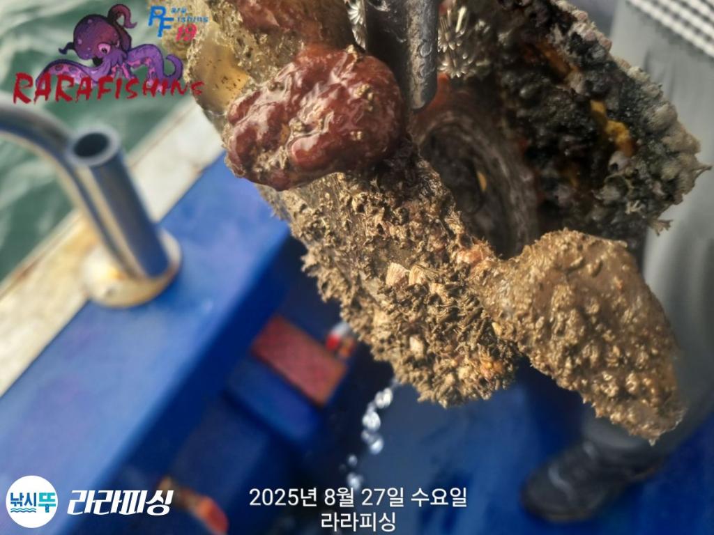 낚시뚜,돌문어,속천항(진해),라라피싱,낚시뚜6