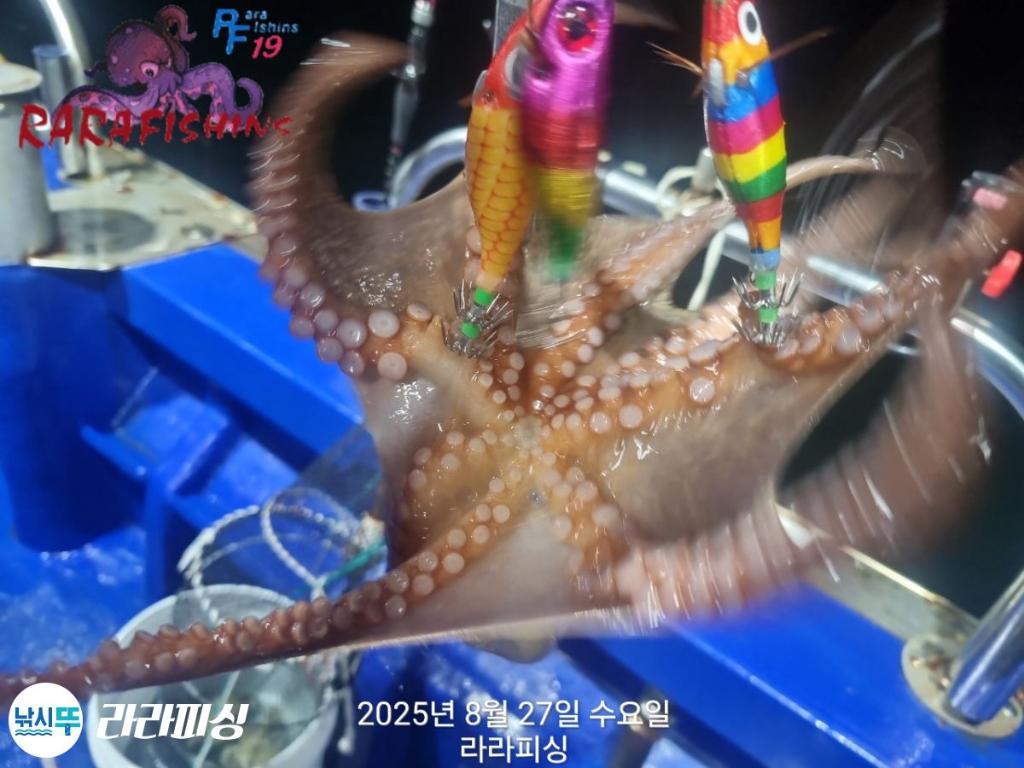 낚시뚜,돌문어,속천항(진해),라라피싱,낚시뚜4