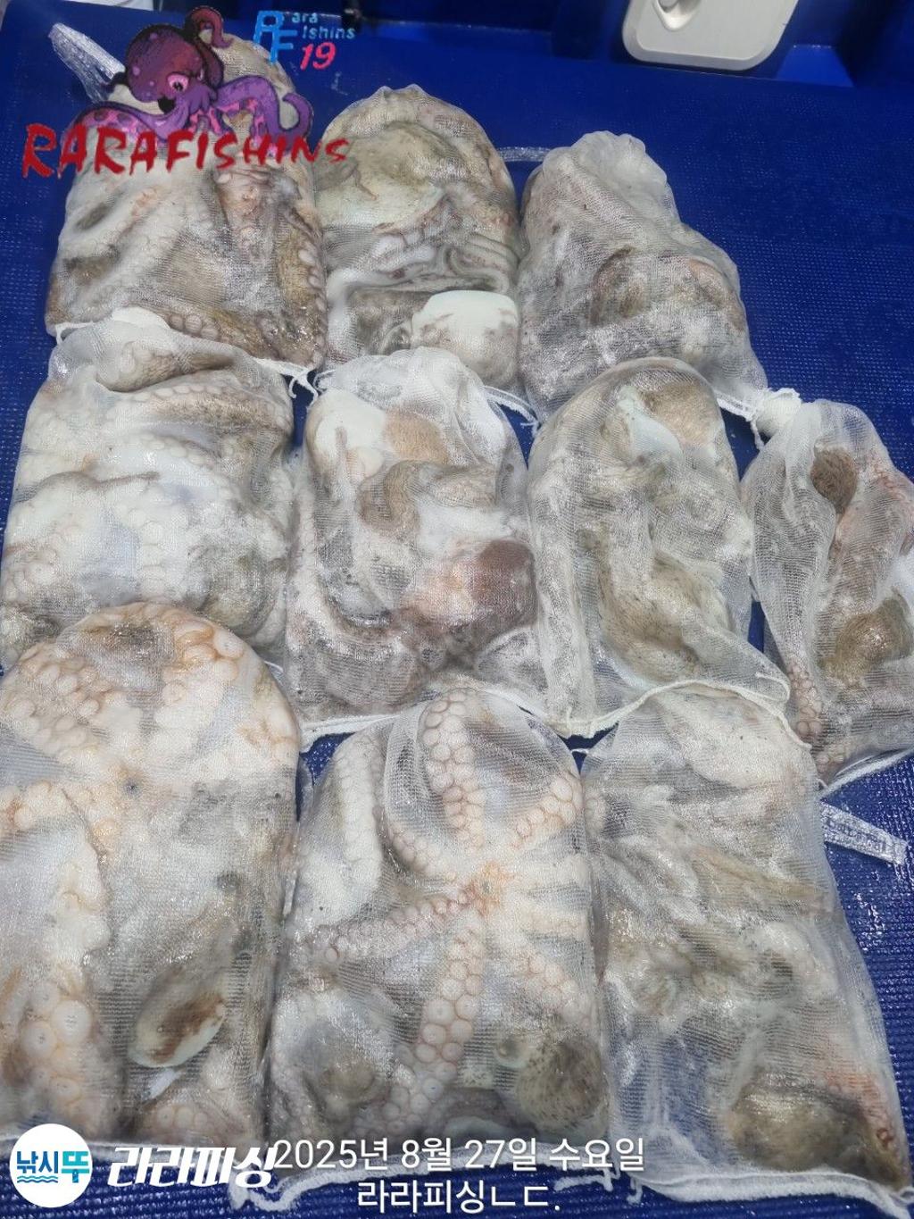 낚시뚜,돌문어,속천항(진해),라라피싱,낚시뚜1