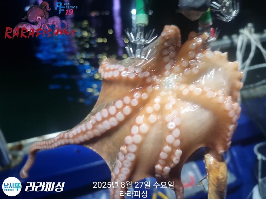 낚시뚜,돌문어,속천항(진해),라라피싱,낚시뚜7