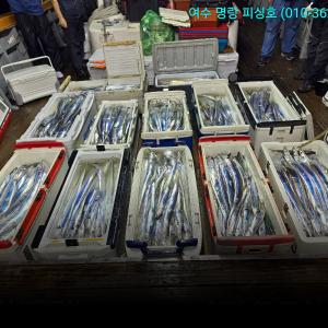 조황, 14석으로 오늘도 어제처럼 대장쿨러 조황으로 입항