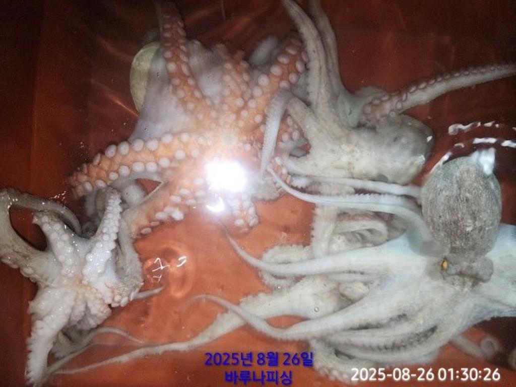 낚시뚜,돌문어,속천항(진해),바루나피싱,낚시뚜3
