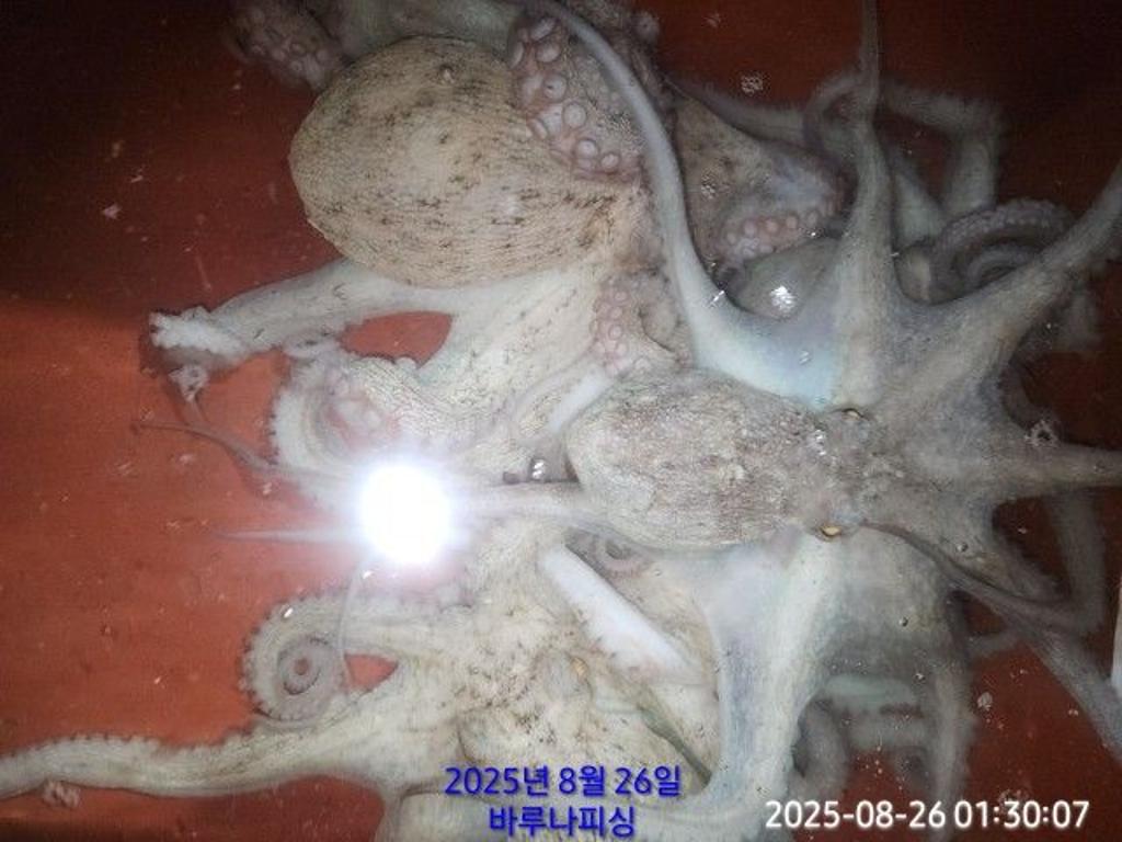 낚시뚜,돌문어,속천항(진해),바루나피싱,낚시뚜1