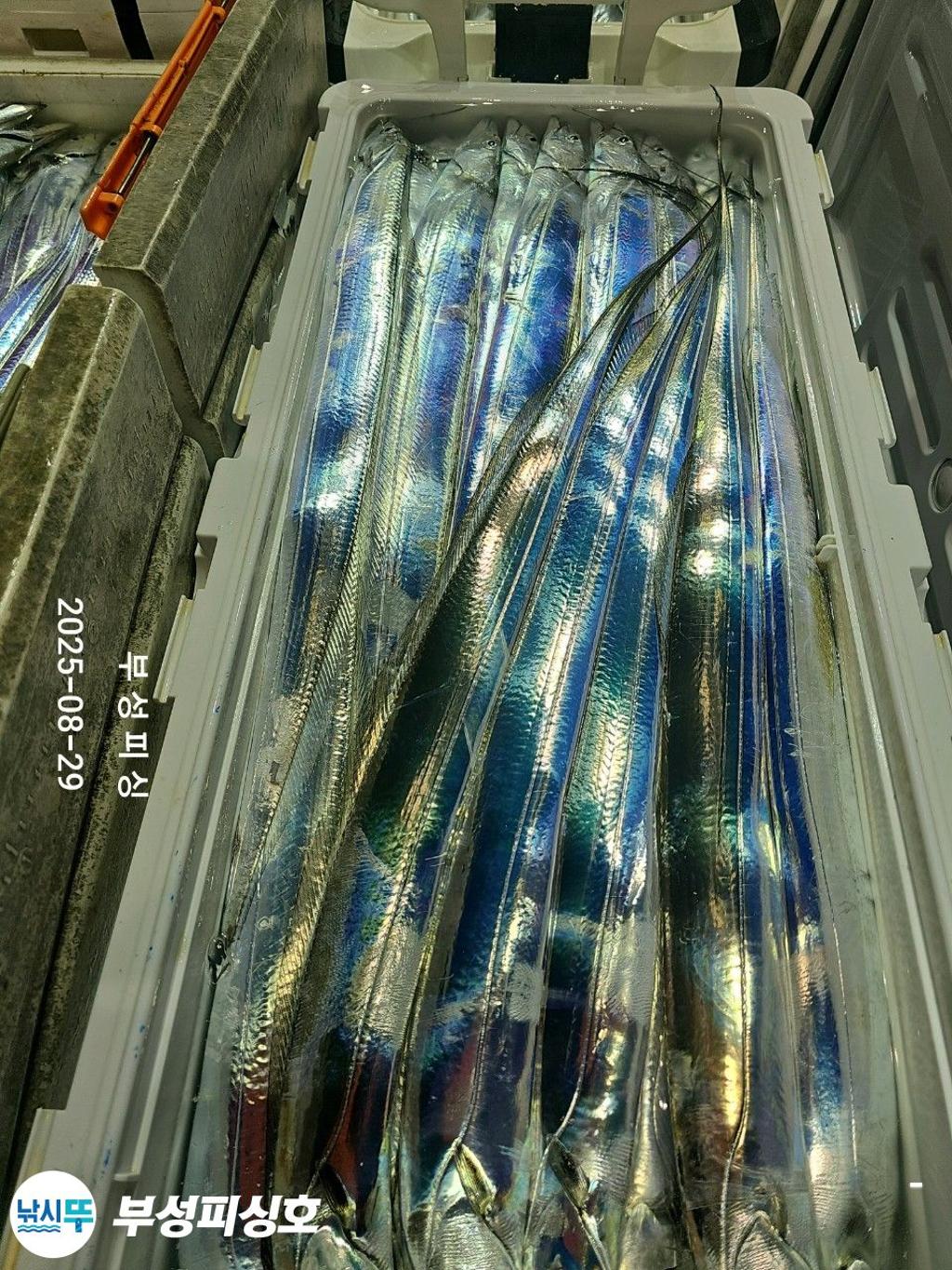 F2764381YX.jpg